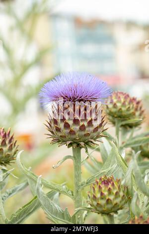 Herrschaftlicher Cardoon, Cynara Cardunculus, Artischockendistel, in guter Sonne. Natürliches, farbenfrohes Porträt mit Gartenblumen aus der Nähe Stockfoto