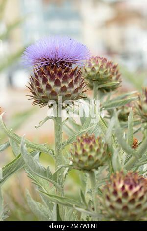 Herrschaftlicher Cardoon, Cynara Cardunculus, Artischockendistel, in guter Sonne. Natürliches, farbenfrohes Porträt mit Gartenblumen aus der Nähe Stockfoto