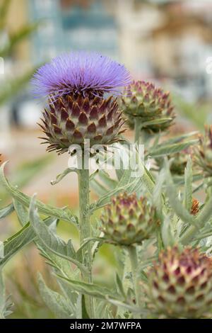 Herrschaftlicher Cardoon, Cynara Cardunculus, Artischockendistel, in guter Sonne. Natürliches, farbenfrohes Porträt mit Gartenblumen aus der Nähe Stockfoto