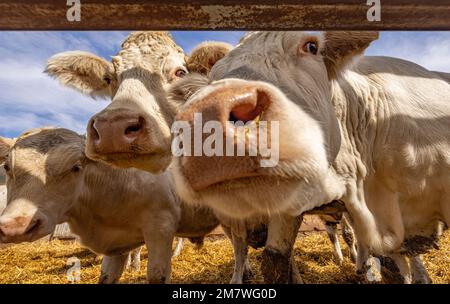 Nahaufnahme von Charolais-Rinderkälbern. Viehzuchtindustrie. Stockfoto