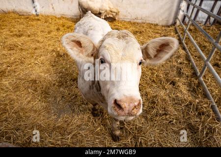Charolais Kalb in einem Kinderzimmer, kleines Stierportrait Stockfoto