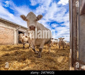 Herde junger Kälber, die in die Kamera schauen Stockfoto