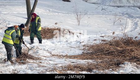 Kiew, Ukraine 25. Februar 2021: Parkarbeiter entfernen im Winter trockenes Schilf auf dem See Stockfoto