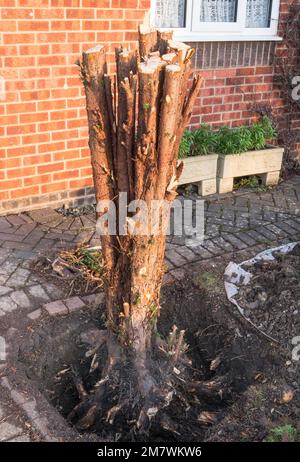 Der Baumstumpf eines Wacholderbaums vor dem Entfernen Stockfoto