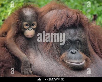 DIESES BABY-ORANG-UTAN wurde gefangen und sah aus, als würde es unter dem Januar-Blues leiden, als es auf dem Kopf seiner Mutter saß, eines der Bilder aus Jakarta, in Stockfoto