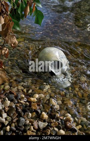 Menschlicher Schädel im Fluss Replica Schädel teilweise am Ufer des Flusses, mysteriöser Mord Thriller Buchumschlag. Stockfoto