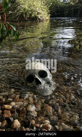 Menschlicher Schädel im Fluss Replica Schädel teilweise am Ufer des Flusses, mysteriöser Mord Thriller Buchumschlag. Stockfoto