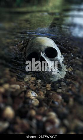Menschlicher Schädel im Fluss Replica Schädel teilweise am Ufer des Flusses, mysteriöser Mord Thriller Buchumschlag. Stockfoto