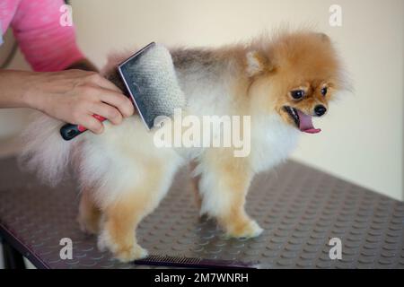 Pommern-Hund, der in der Pet Hairdresser in der Türkei gepflegt wird Stockfoto