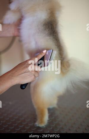 Pommern-Hund, der in der Pet Hairdresser in der Türkei gepflegt wird Stockfoto