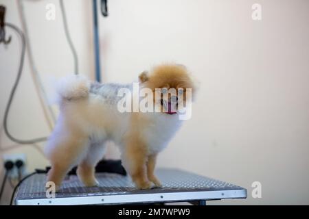 Pommern-Hund, der in der Pet Hairdresser in der Türkei gepflegt wird Stockfoto