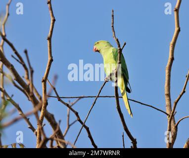 Papagei auf dem Ast. Rosensittich. Ein Sittich mit Ringhals. Stockfoto