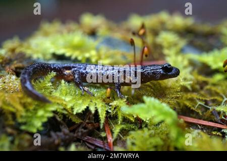 Eine Makroaufnahme einer Ensatina (Ensatina eschscholtzii) auf einer grünen Pflanze in Oregon, USA Stockfoto