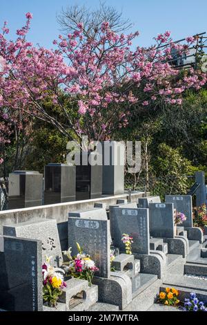 Japan, Honshu Island, Kamakura: Gräber auf dem Friedhof und blühende Kirschbäume Stockfoto