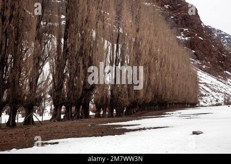 Eine Reihe Pappelbäume in Cajon del Maipo. Chile Stockfoto