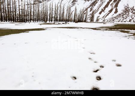 Eine Reihe Pappelbäume in Cajon del Maipo. Chile Stockfoto