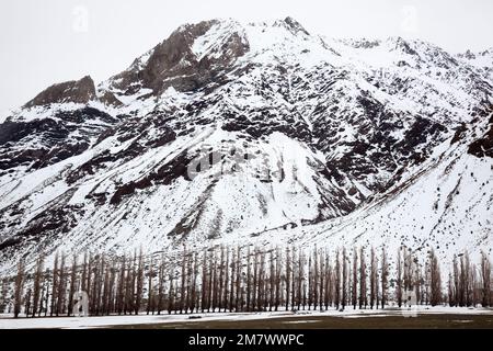 Eine Reihe Pappelbäume in Cajon del Maipo. Chile Stockfoto