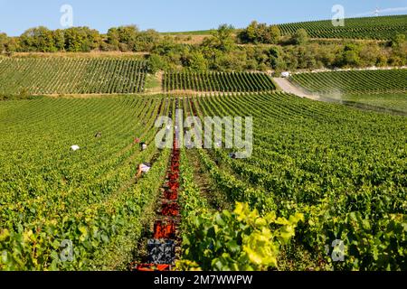 Montgueux (Nordfrankreich), 25. August 2022: Traubenernte auf einem Champagnerweinberg Stockfoto