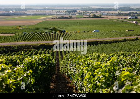 Montgueux (Nordfrankreich), 25. August 2022: Traubenernte auf einem Champagnerweinberg Stockfoto