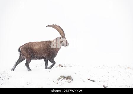 Massives Ibex Männlich umhüllt von Schnee, feines Kunstporträt (Capra ibex) Stockfoto