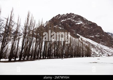 Eine Reihe Pappelbäume in Cajon del Maipo. Chile Stockfoto