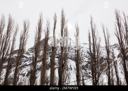 Eine Reihe Pappelbäume in Cajon del Maipo. Chile Stockfoto