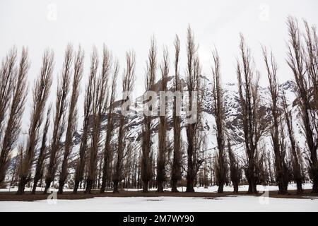 Eine Reihe Pappelbäume in Cajon del Maipo. Chile Stockfoto