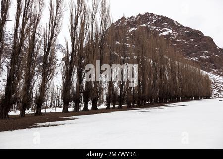 Eine Reihe Pappelbäume in Cajon del Maipo. Chile Stockfoto