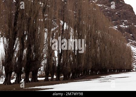 Eine Reihe Pappelbäume in Cajon del Maipo. Chile Stockfoto