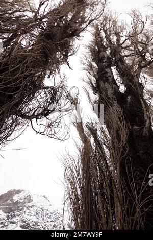 Eine Reihe Pappelbäume in Cajon del Maipo. Chile Stockfoto