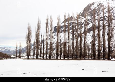 Eine Reihe Pappelbäume in Cajon del Maipo. Chile Stockfoto