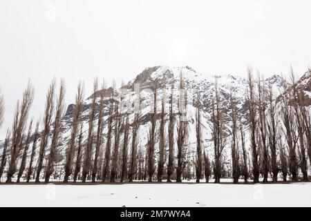 Eine Reihe Pappelbäume in Cajon del Maipo. Chile Stockfoto