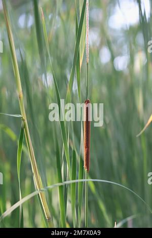 Little bulrush, Typha angustifolia, auch bekannt als Narrowleaf cattail oder Little Reedmace, Wildpflanze aus Finnland Stockfoto