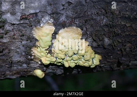 Fuligo luteonitens, Schleim aus Finnland, kein gebräuchlicher englischer Name Stockfoto