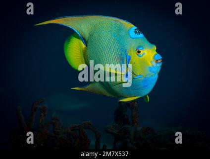 Die Farben einer Königin Angelfisch (Holacanthus ciliaris) am Riff vor der niederländischen Karibikinsel Sint Maarten Stockfoto