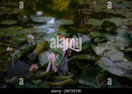 Pinkfarbener ägyptischer Lotus in der Dämmerung. Rosafarbene Blüten auf Blättern im Hintergrund Stockfoto