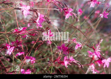 Zarte rosa Blüten von Lindheimers Beeblossom oder Schmetterling Gaura Stockfoto