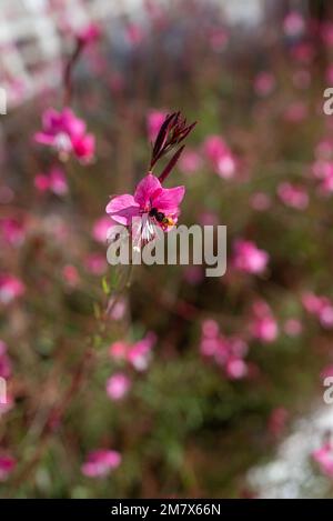 Zarte rosa Blüten von Lindheimers Beeblossom oder Schmetterling Gaura Stockfoto