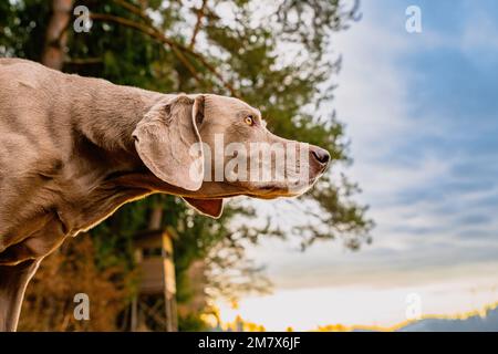 Ein wunderschönes Porträt von Weimaraner im Park Stockfoto