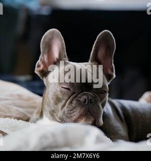 Eine graue französische Bulldogge liegt auf dem Bett Stockfoto