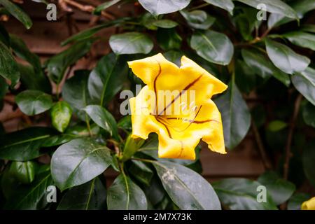 Die gelbe Blume von Solandra maxima (Kelchwein), eine in Mexiko endemische Weinrebe, blüht im Glasshouse im RHS Garden, Wisley, Surrey, England Stockfoto