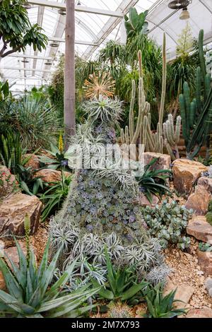 Ausstellung von Stubenbäumen (Sempervivum) und saftigen Pflanzen unter Kakteen im Glasshouse im RHS Garden, Wisley, Surrey, England Stockfoto