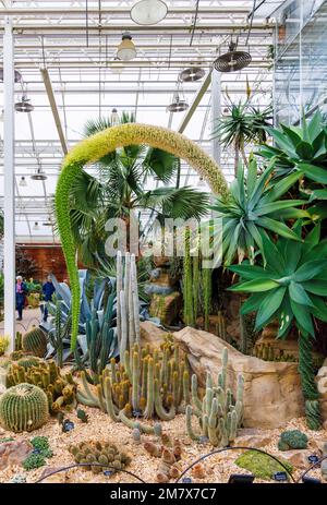 Agave attenuata (Schwanenhals oder Fuchsschwanz-Agar) ist in Westmexiko heimisch und Kakteen im Glasshouse im RHS Garden, Wisley, Surrey, England Stockfoto