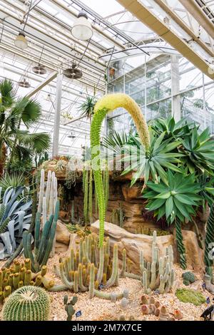 Agave attenuata (Schwanenhals oder Fuchsschwanz-Agar) ist in Westmexiko heimisch und Kakteen im Glasshouse im RHS Garden, Wisley, Surrey, England Stockfoto