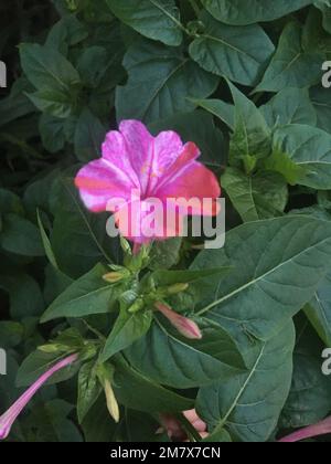 Rosafarbene Blume namens mirabilis jalapa Stockfoto