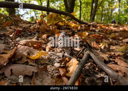 Coprinopsis picacea auch als Magpie Pilz giftige Pilze im Herbstwald bekannt.Coprinus picaceus. Stockfoto