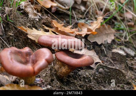 Omphalotus-olearius-Pilze im Herbstwald Stockfoto