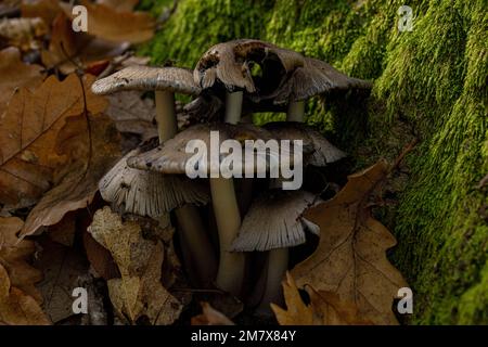 Coprinellus xanthothrix, Gruppe von grauweißen Pilzen am Herbstwaldrand der gefallenen Blätter. Stockfoto