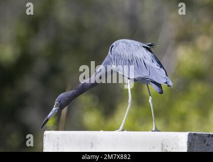 Der dreifarbige Reiher steht auf Betonbasis und mit langen Halsspitzen am Rand, mit blauen, grauen, malvenfarbenen, langen Beinen und Bäumen im Hintergrund Stockfoto