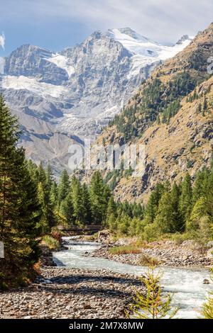 Die hölzerne Brücke über den stürmischen Wasserfluss der Alpen verläuft entlang der immergrünen Kiefernschlucht im Gran Paradiso Nationalpark. Aosta-Tal Stockfoto